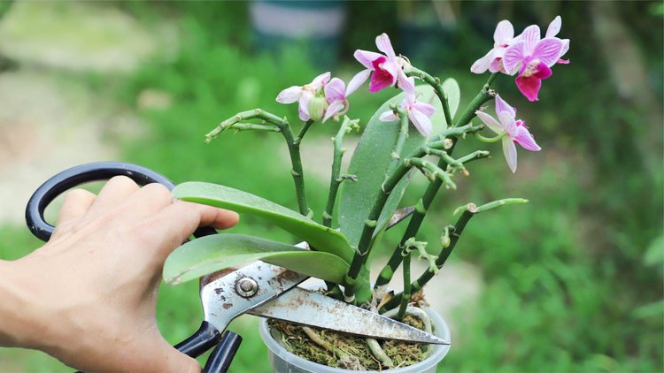 蝴蝶兰开完花后怎么处理方法