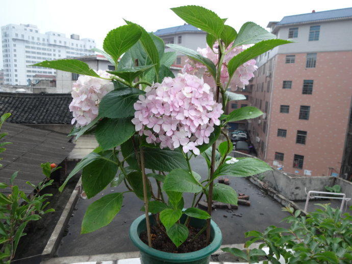 绣球花的养殖方法和注意事项