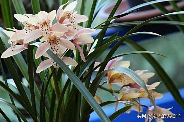 花中君子是什么花_花中君子是什么花名