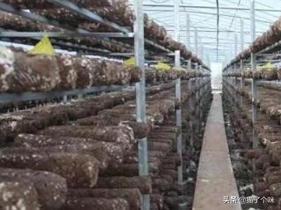 香菇种植方法