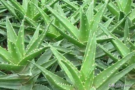 芦荟浇水_芦荟浇水可以浇到叶子上吗