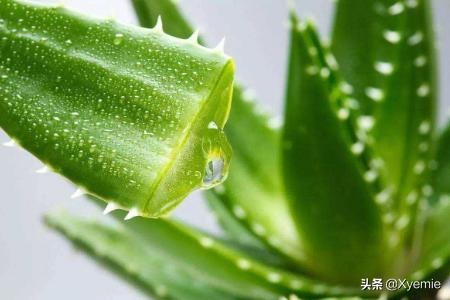 芦荟浇水_芦荟浇水可以浇到叶子上吗