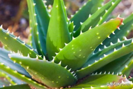 芦荟浇水_芦荟浇水可以浇到叶子上吗