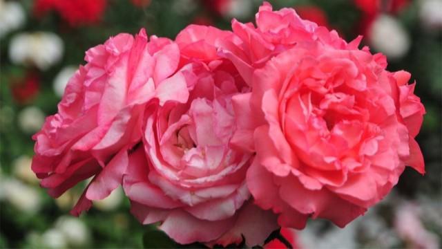 月季花怎么养_棒棒糖月季花怎么养