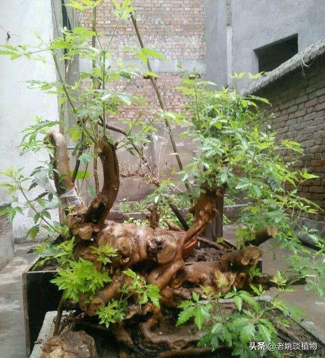 牡荆_牡荆的神奇功效