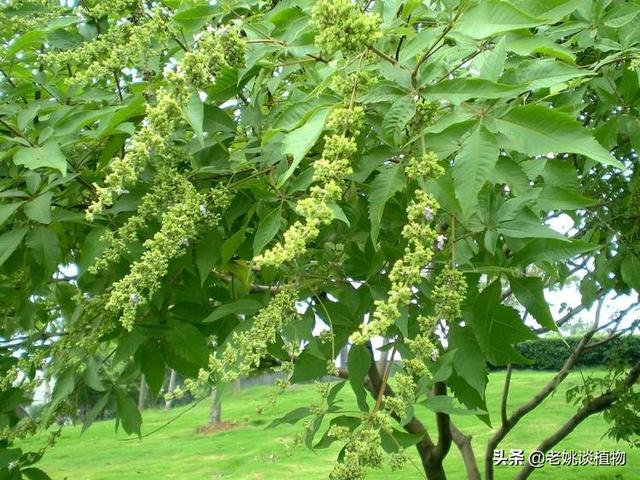 牡荆_牡荆的神奇功效