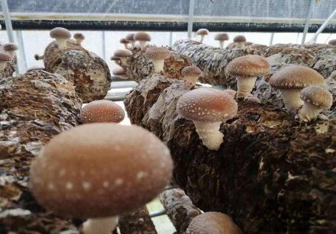 蘑菇种植_蘑菇种植技术培训包教包会