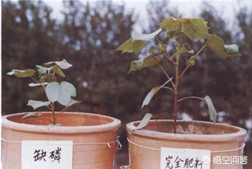 什么是磷肥_什么是磷肥有哪些品种