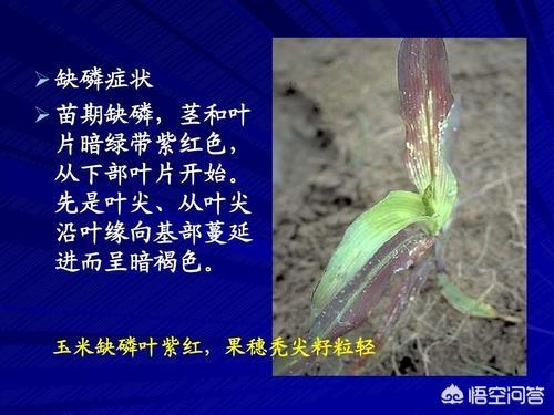什么是磷肥_什么是磷肥有哪些品种