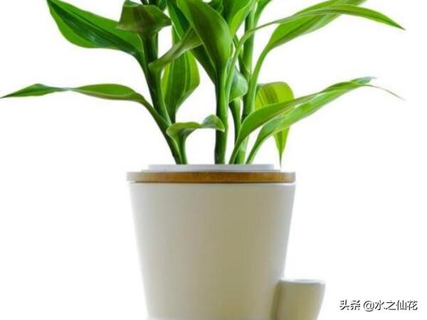 如何养好富贵竹_怎样养富贵竹才更翠绿