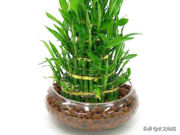 如何养好富贵竹_怎样养富贵竹才更翠绿