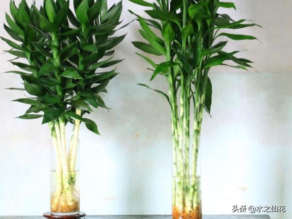 如何养好富贵竹_怎样养富贵竹才更翠绿