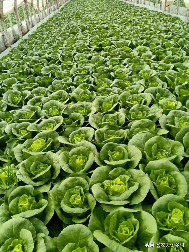蔬菜种植_蔬菜种植季节一览表