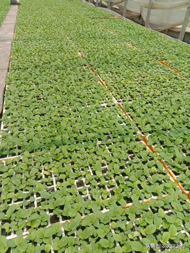 蔬菜种植_蔬菜种植季节一览表