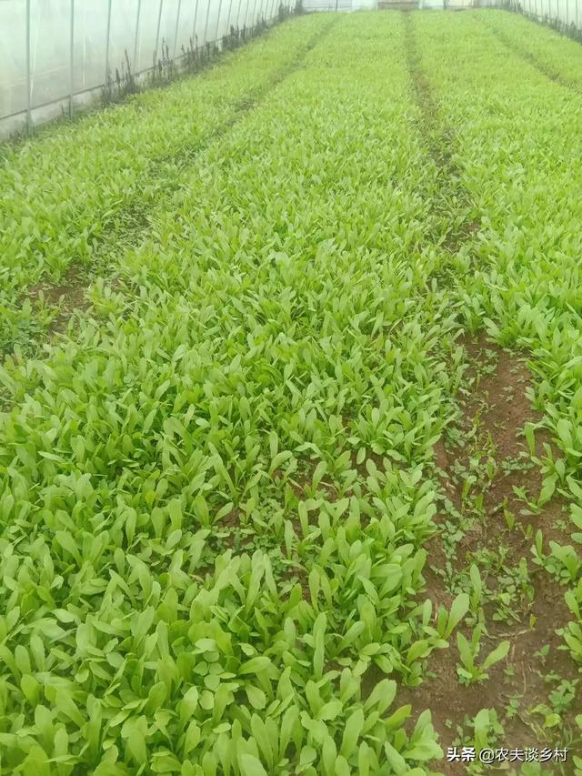 蔬菜种植_蔬菜种植季节一览表