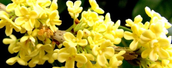 金桂花树种植技术_金桂花树的种植方法