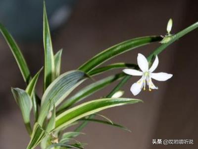 金边吊兰的养殖方法_金边吊兰的养殖方法和注意事项四季常青竹