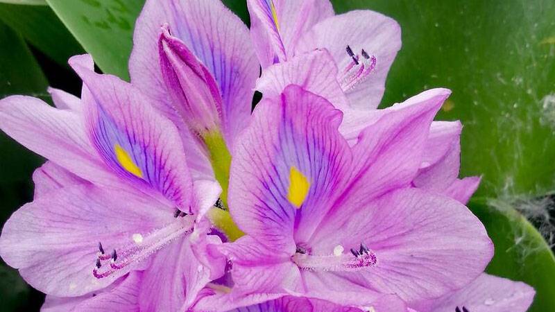水葫芦_水葫芦怎么彻底消灭
