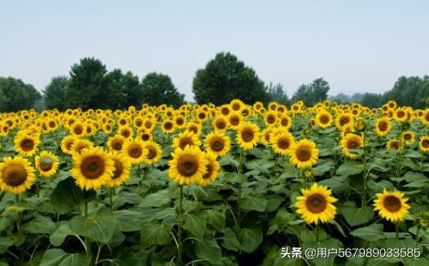 向日葵几点开花_向日葵几点开花时间三年级