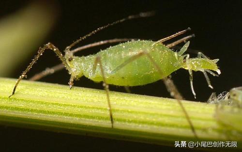 蚜虫图片_蚜虫图片高清图