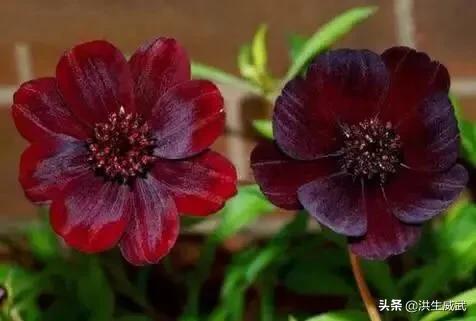 世间最美丽的花_世间最美丽的花莫过于妻子的爱情