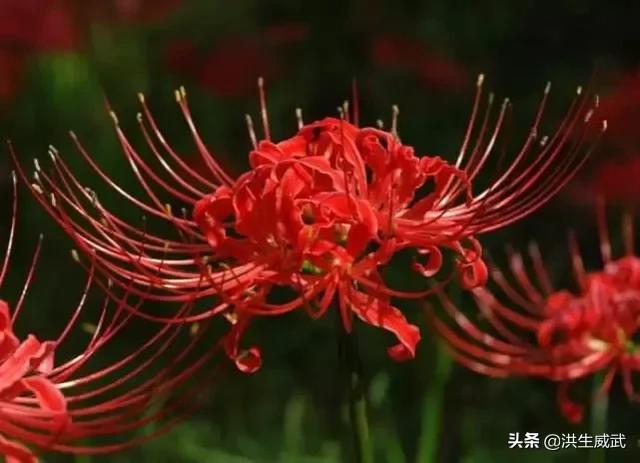 世间最美丽的花_世间最美丽的花莫过于妻子的爱情