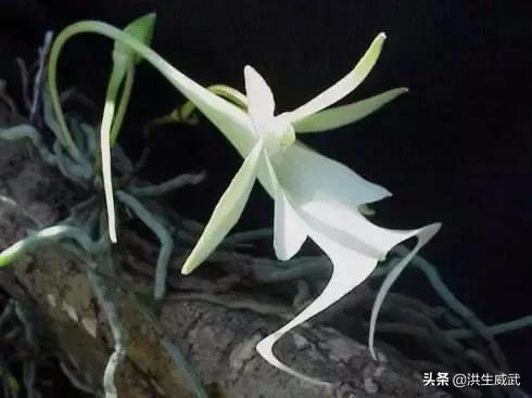 世间最美丽的花_世间最美丽的花莫过于妻子的爱情