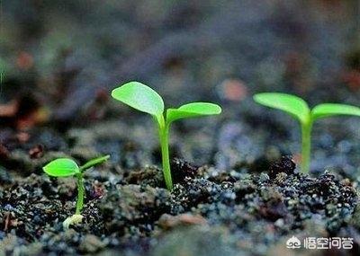 种子萌发的过程_种子萌发的过程思维导图