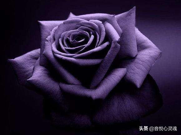 紫玫瑰的花语是什么_紫玫瑰的花语是什么含义