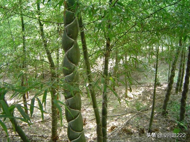 富贵竹图片_富贵竹图片大全高清图片