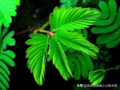 关于含羞草的资料_关于含羞草的资料简介