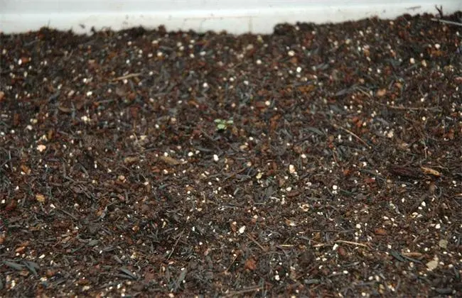 香菜种植技术_香菜种植技术视频
