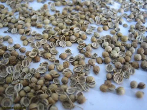 香菜种植技术_香菜种植技术视频