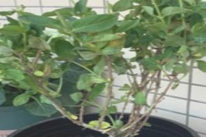 种植金银花
