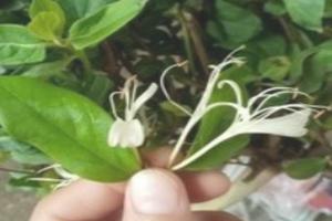 种植金银花