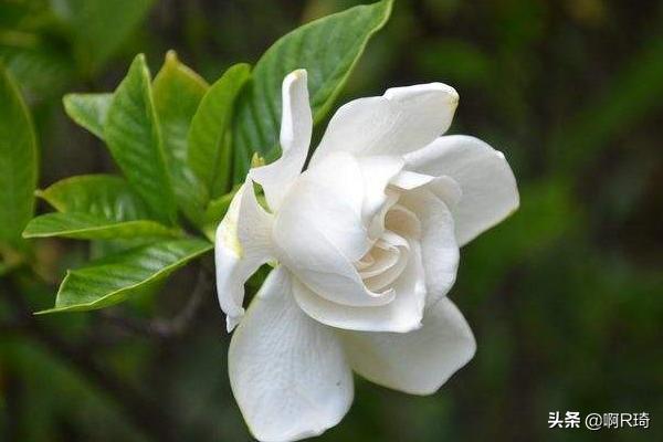 栀子花的养殖方法_提根栀子花的养殖方法