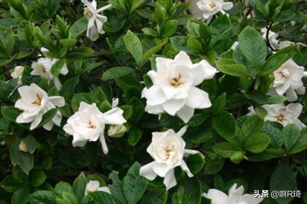 栀子花的养殖方法_提根栀子花的养殖方法