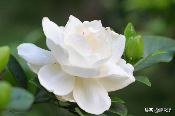 栀子花的养殖方法_提根栀子花的养殖方法