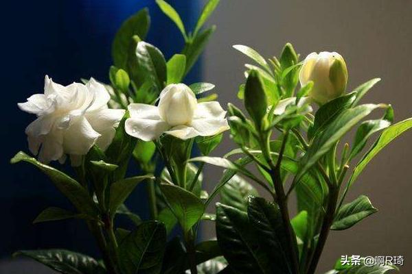 栀子花的养殖方法_提根栀子花的养殖方法