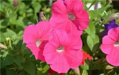 植物图片大全_植物图片大全100张