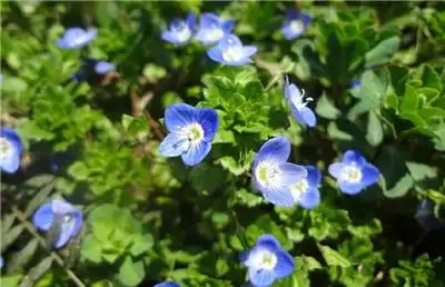 植物图片大全_植物图片大全100张