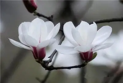 植物图片大全_植物图片大全100张