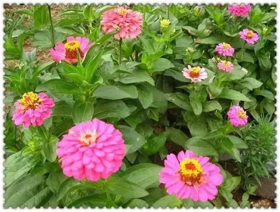 植物图片大全_植物图片大全100张