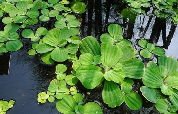 水芙蓉_水芙蓉在鱼缸养危害