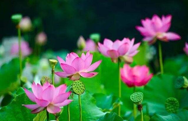 水芙蓉_水芙蓉在鱼缸养危害