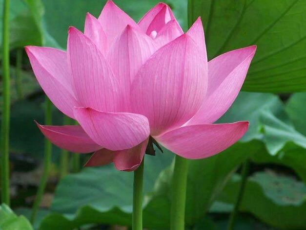水芙蓉_水芙蓉在鱼缸养危害