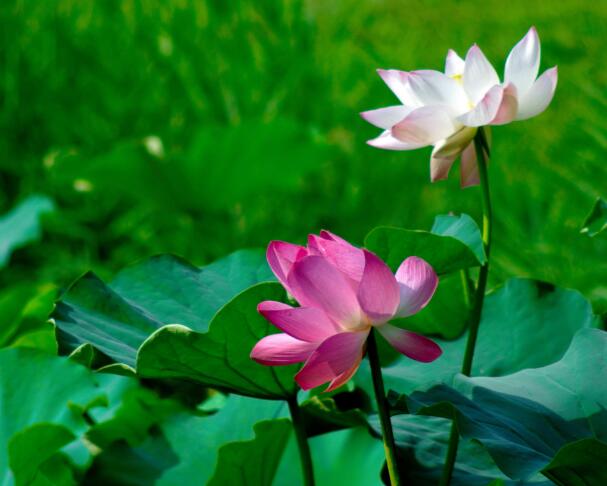 水芙蓉_水芙蓉在鱼缸养危害