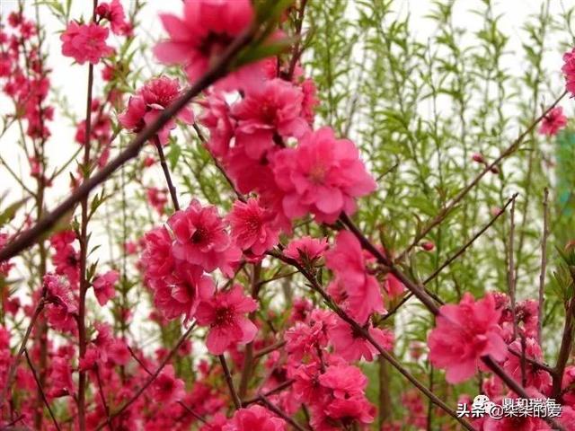 红叶碧桃_红叶碧桃能长多高