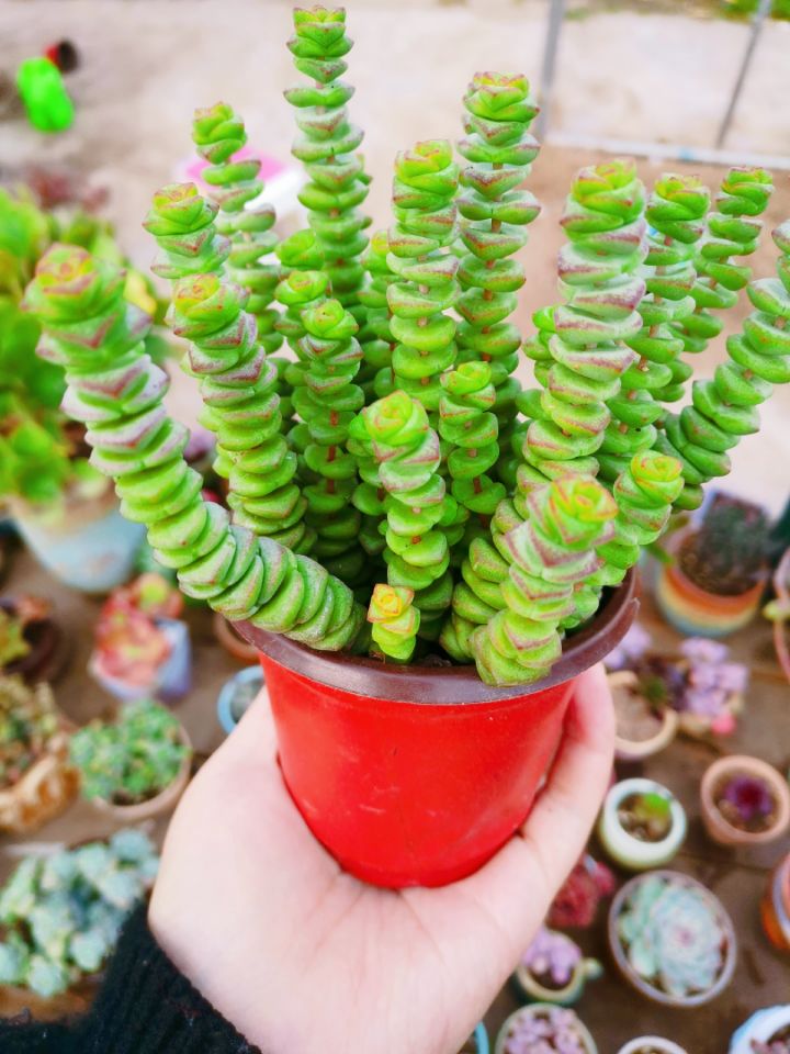 钱串子花_钱串子花学名叫什么