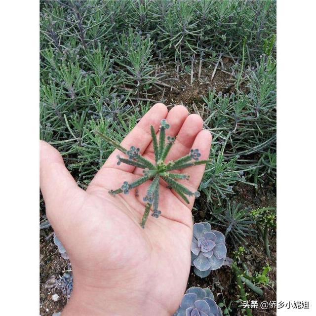 落地生根花有毒吗_落地生根的花有药用价值吗